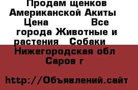 Продам щенков Американской Акиты › Цена ­ 25 000 - Все города Животные и растения » Собаки   . Нижегородская обл.,Саров г.